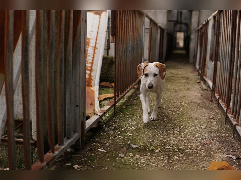 Brisko, geb. ca. 03/2019, lebt in GRIECHENLAND, auf einem Gelände mit notdürftiger Versorgung