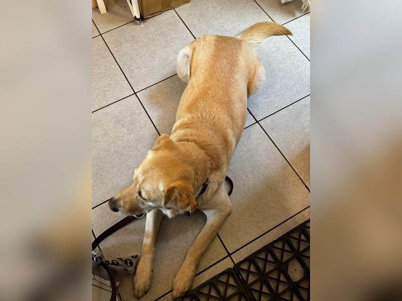 Leonardo, geb. ca. 07/2019, lebt bei einer Familie in 52224 Stolberg