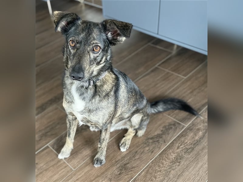 Larsson, geb. ca. 12/2018, lebt bei einer Familie in 74229 Oedheim