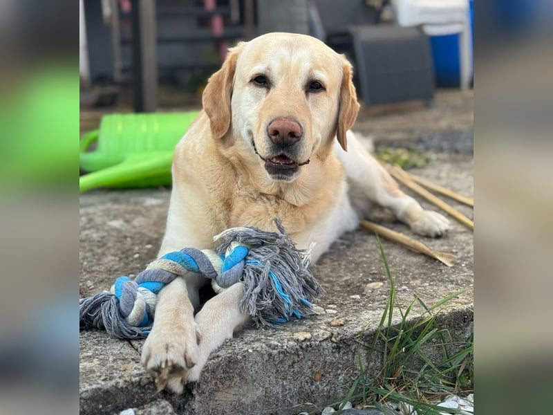Leonardo, geb. ca. 07/2019, lebt bei einer Familie in 52224 Stolberg