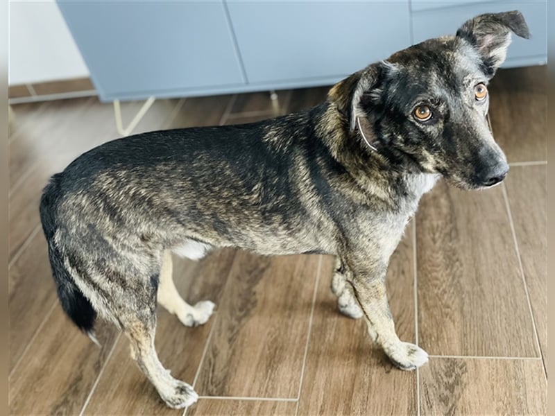 Larsson, geb. ca. 12/2018, lebt bei einer Familie in 74229 Oedheim