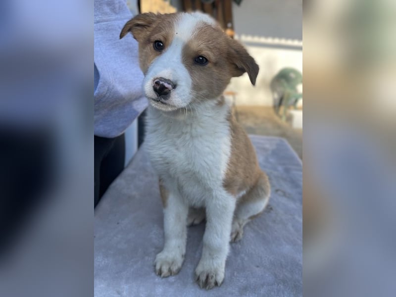 Benji, geb. ca. 10/2024, lebt in GRIECHENLAND, im städt. Tierheim Serres