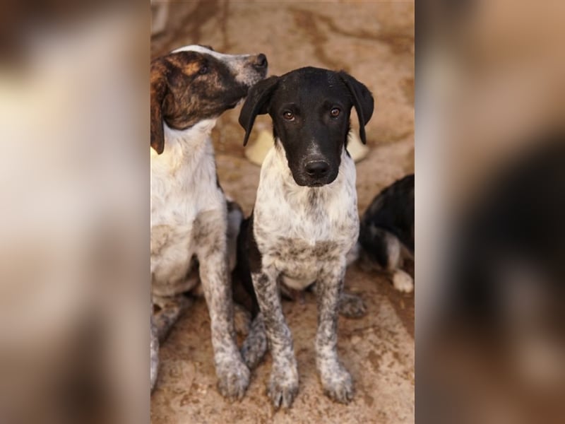 Tinu, geb. ca. 07/2023, lebt in GRIECHENLAND, im städt. Tierheim Serres