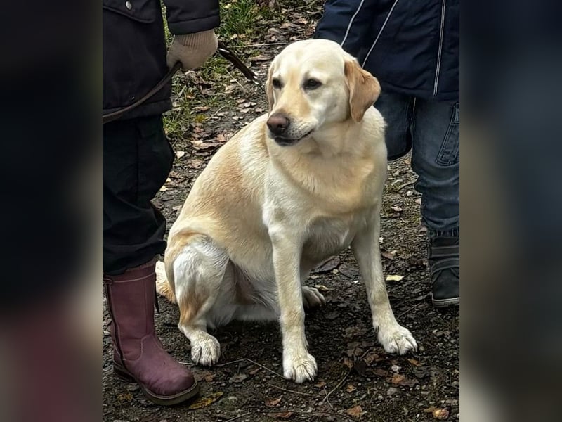 Leonardo, geb. ca. 07/2019, lebt bei einer Familie in 52224 Stolberg
