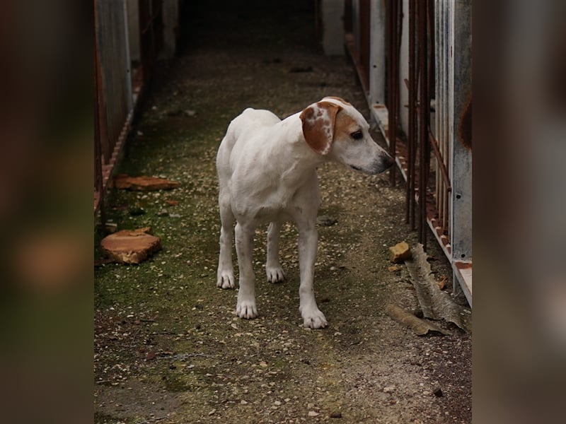 Brisko, geb. ca. 03/2019, lebt in GRIECHENLAND, auf einem Gelände mit notdürftiger Versorgung