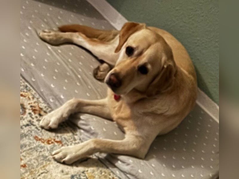 Leonardo, geb. ca. 07/2019, lebt bei einer Familie in 52224 Stolberg