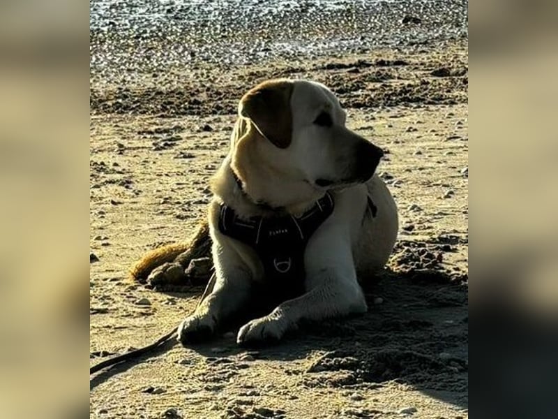 Leonardo, geb. ca. 07/2019, lebt bei einer Familie in 52224 Stolberg