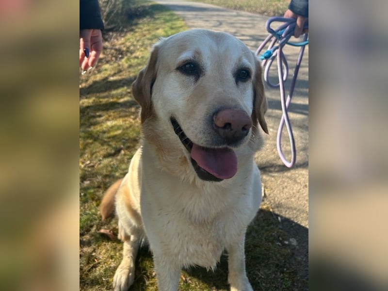 Leonardo, geb. ca. 07/2019, lebt bei einer Familie in 52224 Stolberg