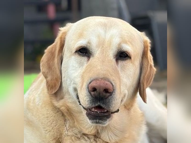 Leonardo, geb. ca. 07/2019, lebt bei einer Familie in 52224 Stolberg