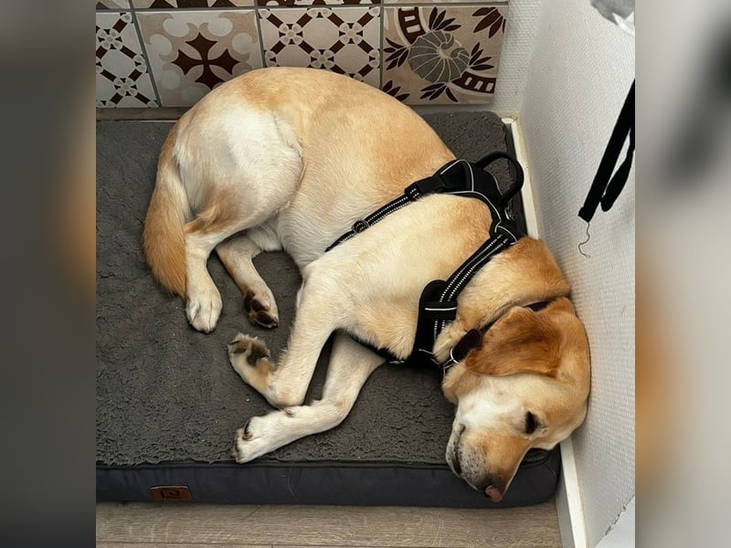 Leonardo, geb. ca. 07/2019, lebt bei einer Familie in 52224 Stolberg