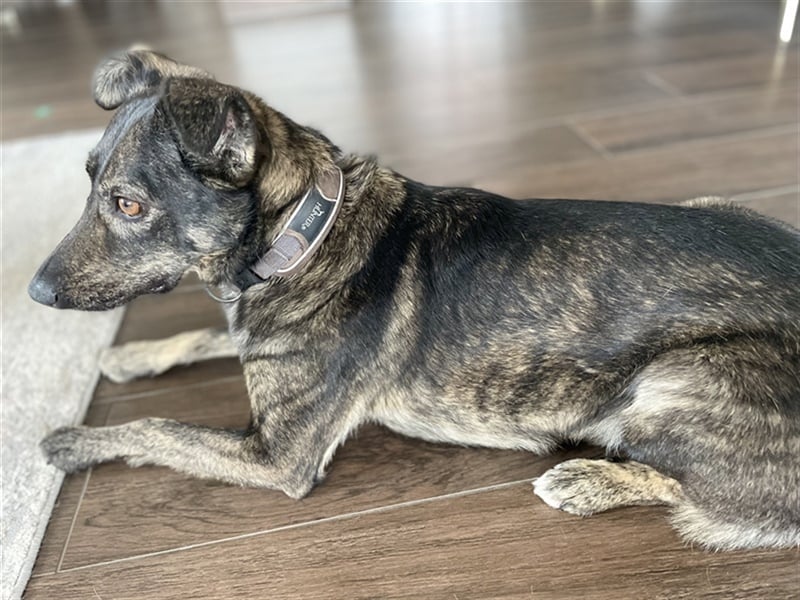 Larsson, geb. ca. 12/2018, lebt bei einer Familie in 74229 Oedheim