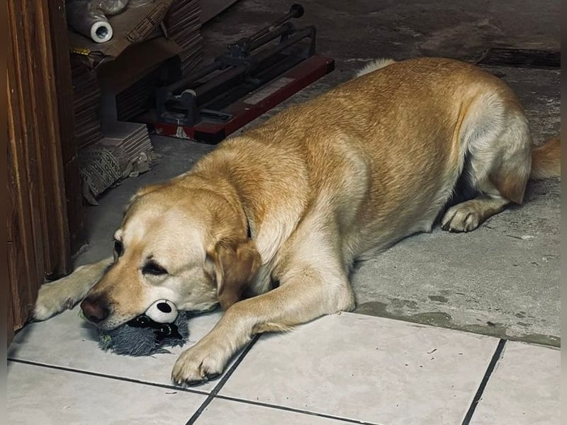 Leonardo, geb. ca. 07/2019, lebt bei einer Familie in 52224 Stolberg