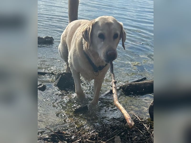 Leonardo, geb. ca. 07/2019, lebt bei einer Familie in 52224 Stolberg