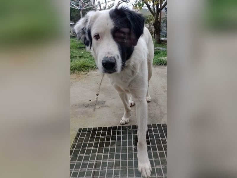 Käpt‘n Blaubär, geb. ca. 01/2023, lebt bei einer Familie in 09514 Pockau
