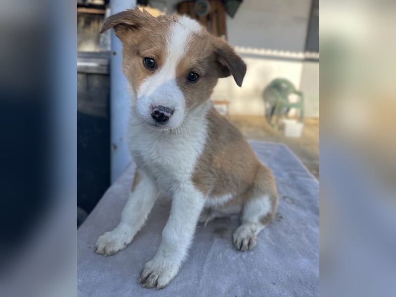 Benji, geb. ca. 10/2024, lebt in GRIECHENLAND, im städt. Tierheim Serres