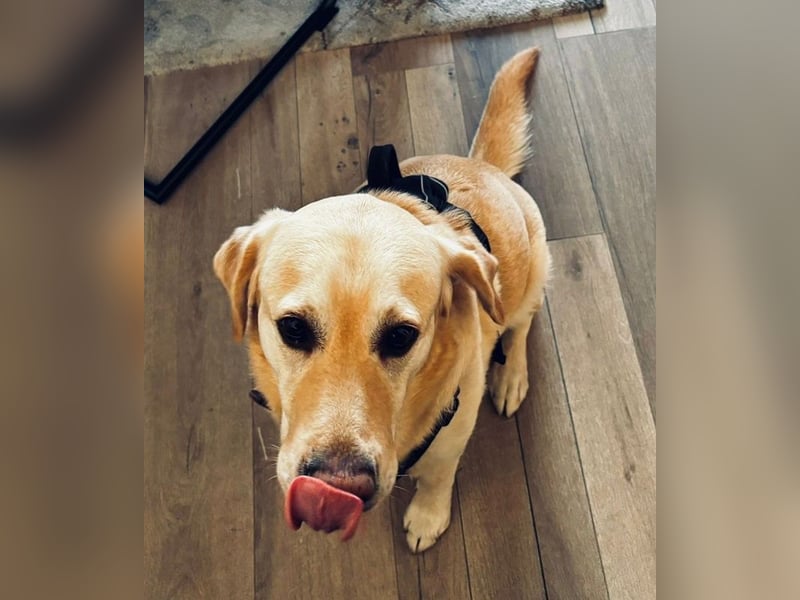 Leonardo, geb. ca. 07/2019, lebt bei einer Familie in 52224 Stolberg