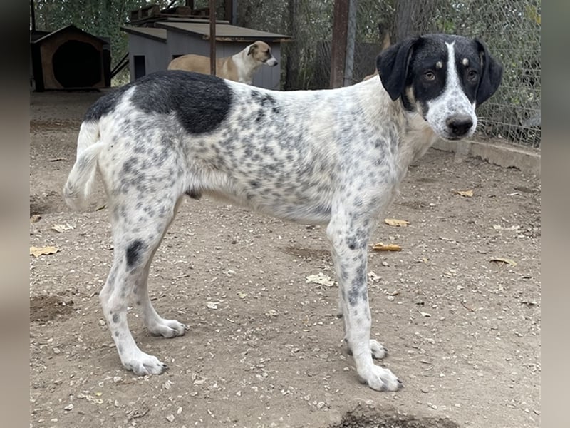 Benja, geb. ca. 05/2023, lebt in GRIECHENLAND, im städt. Tierheim Serres
