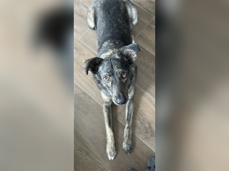 Larsson, geb. ca. 12/2018, lebt bei einer Familie in 74229 Oedheim