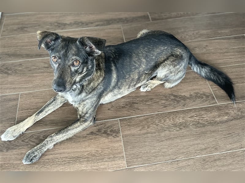 Larsson, geb. ca. 12/2018, lebt bei einer Familie in 74229 Oedheim