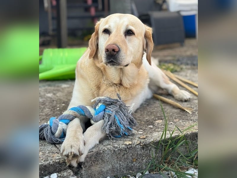 Leonardo, geb. ca. 07/2019, lebt bei einer Familie in 52224 Stolberg