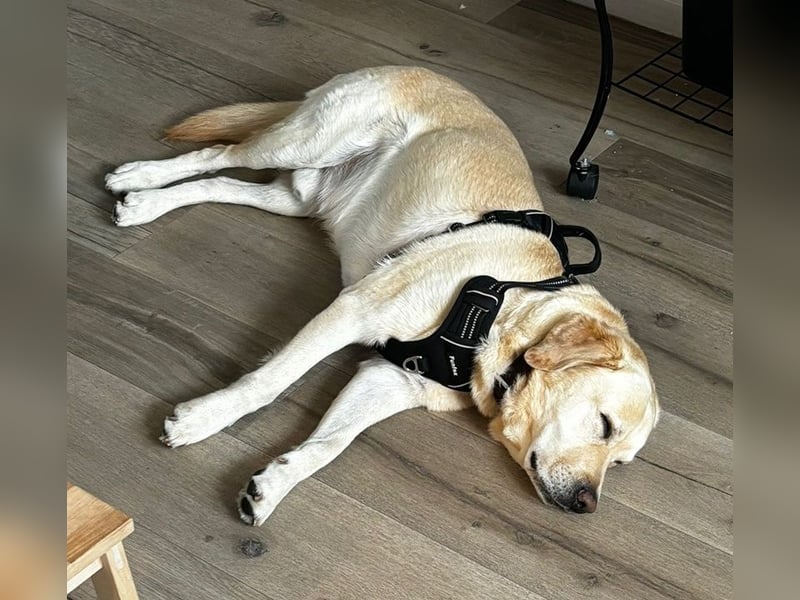 Leonardo, geb. ca. 07/2019, lebt bei einer Familie in 52224 Stolberg