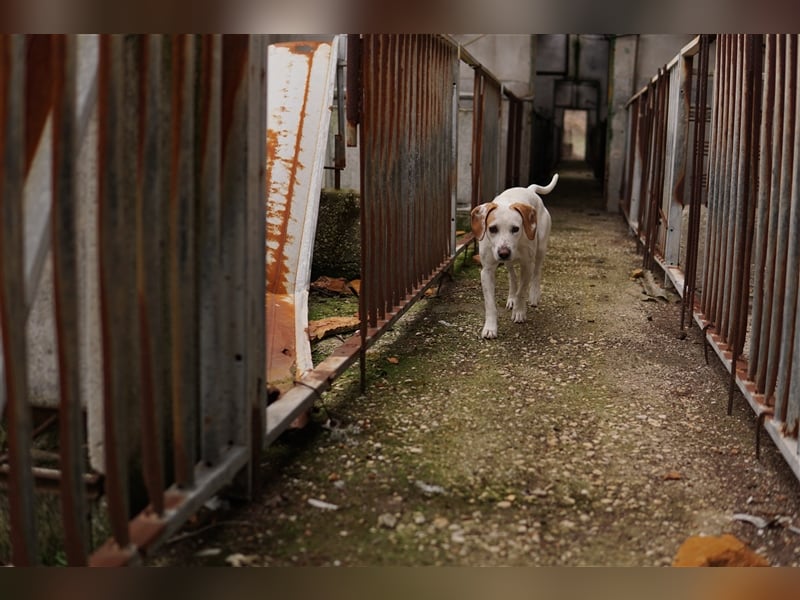 Brisko, geb. ca. 03/2019, lebt in GRIECHENLAND, auf einem Gelände mit notdürftiger Versorgung
