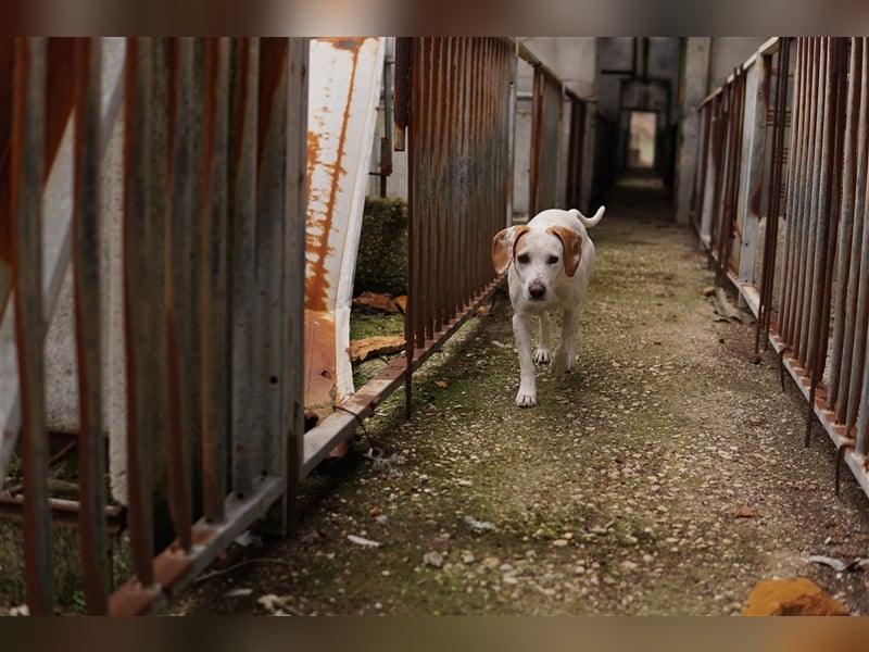 Brisko, geb. ca. 03/2019, lebt in GRIECHENLAND, auf einem Gelände mit notdürftiger Versorgung