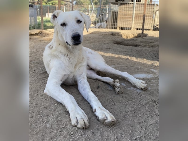 Santa, geb. ca. 06/2023, lebt in GRIECHENLAND, im städt. Tierheim Serres
