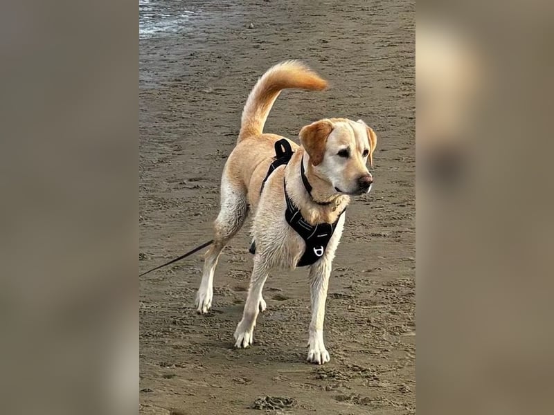 Leonardo, geb. ca. 07/2019, lebt bei einer Familie in 52224 Stolberg