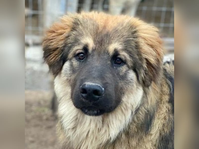 Felix, geb. ca. 03/2024, lebt in GRIECHENLAND, im städt. Tierheim Serres