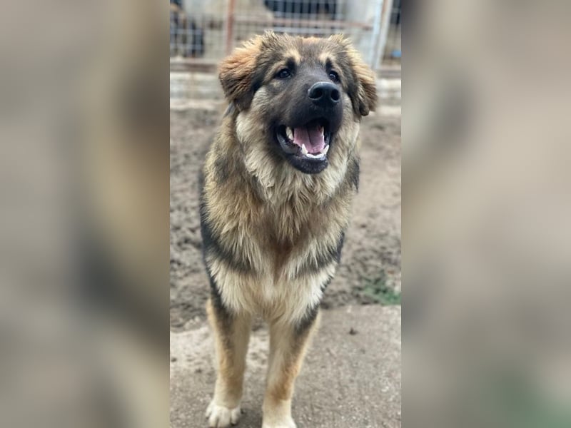 Felix, geb. ca. 03/2024, lebt in GRIECHENLAND, im städt. Tierheim Serres