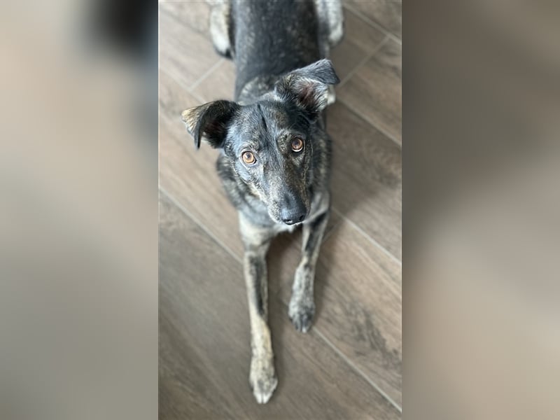 Larsson, geb. ca. 12/2018, lebt bei einer Familie in 74229 Oedheim