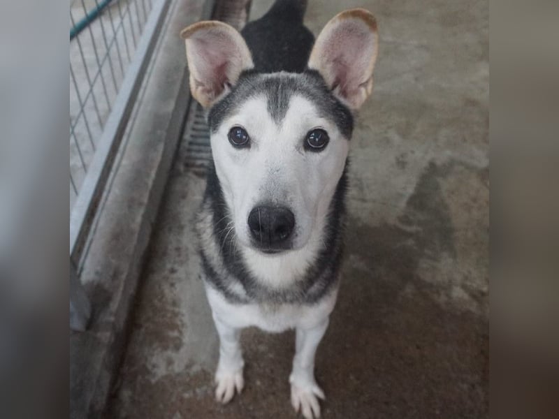 Akula - freundlicher, verspielter und lieber Siberian Husky-Mix Rüde / z.Zt. noch in Rumänien