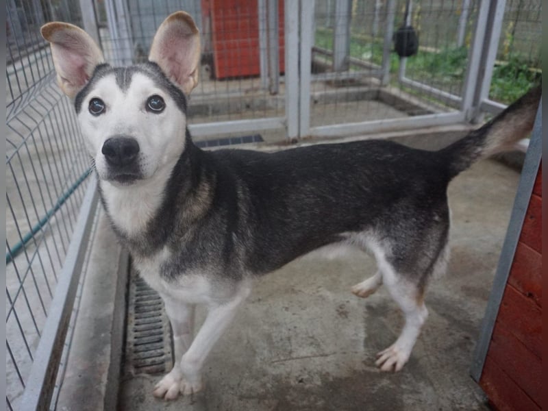 Akula - freundlicher, verspielter und lieber Siberian Husky-Mix Rüde / z.Zt. noch in Rumänien