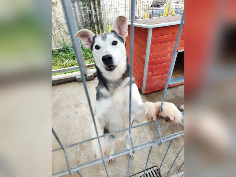 Akula - freundlicher, verspielter und lieber Siberian Husky-Mix Rüde / z.Zt. noch in Rumänien