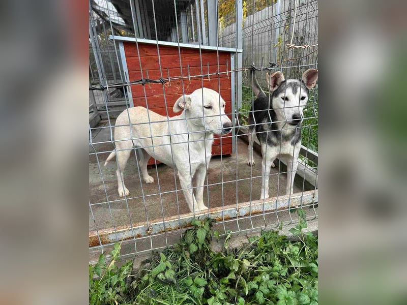 Akula - freundlicher, verspielter und lieber Siberian Husky-Mix Rüde / z.Zt. noch in Rumänien