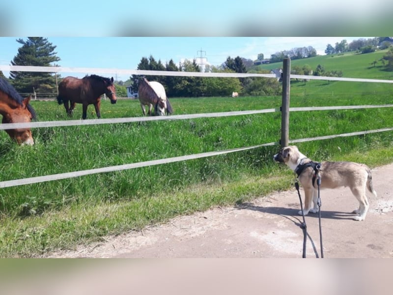 AIKO – DER KLUGE