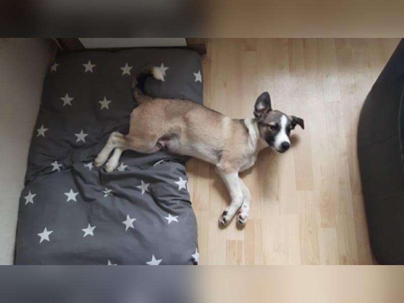 AIKO – DER KLUGE