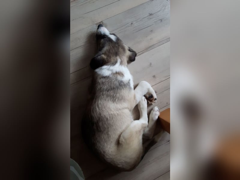 AIKO – DER KLUGE