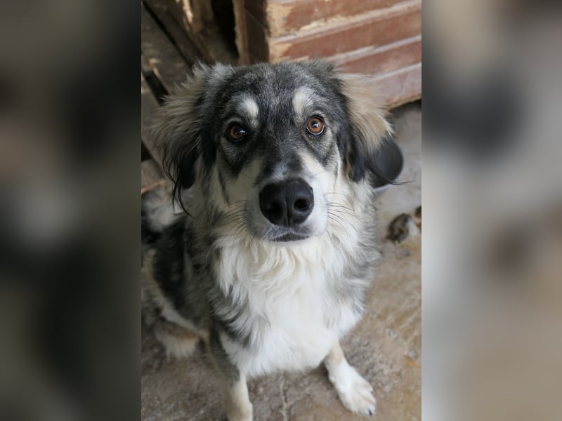 wunderschöner, lieber Milo sucht sein Gück