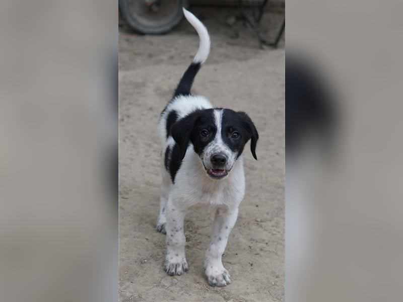 Daryl, geb. ca. 05/2024, lebt in GRIECHENLAND, auf einer privaten Pflegestelle