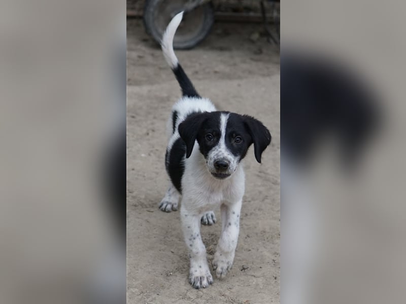 Daryl, geb. ca. 05/2024, lebt in GRIECHENLAND, auf einer privaten Pflegestelle