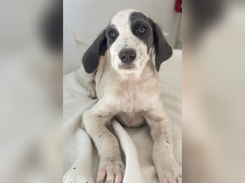 Donar, geb. ca. 03/2025, lebt in GRIECHENLAND, im städt. Tierheim Serres