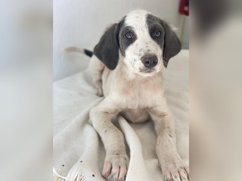 Donar, geb. ca. 03/2025, lebt in GRIECHENLAND, im städt. Tierheim Serres