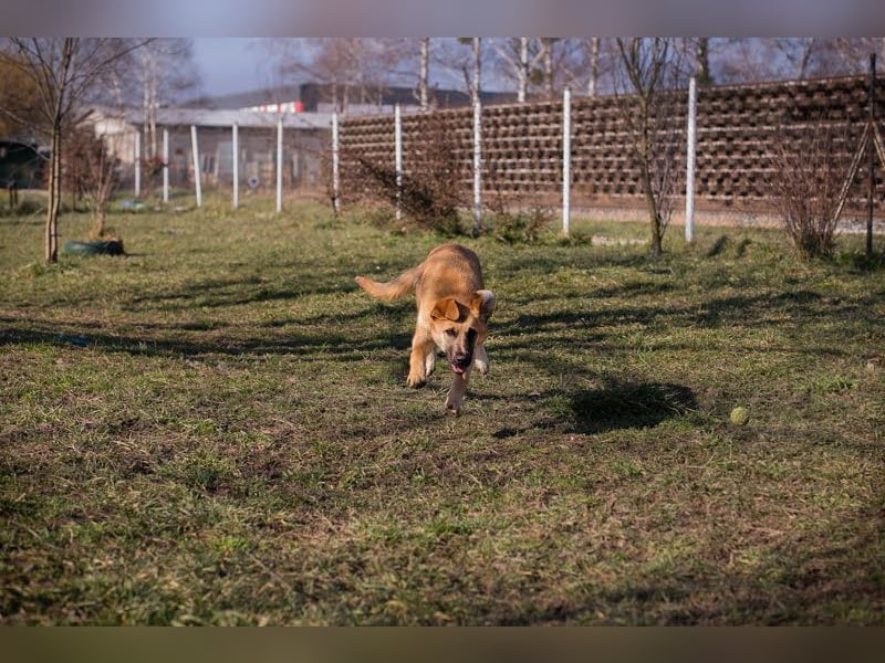 Balou: Lieber Tollpatsch