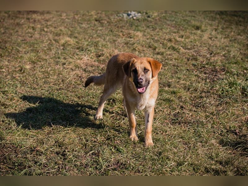 Balou: Lieber Tollpatsch