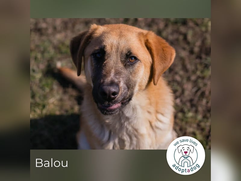 Balou: Lieber Tollpatsch