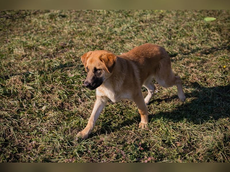 Balou: Lieber Tollpatsch