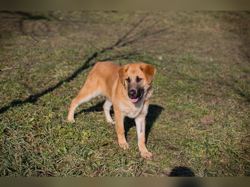 Balou: Lieber Tollpatsch
