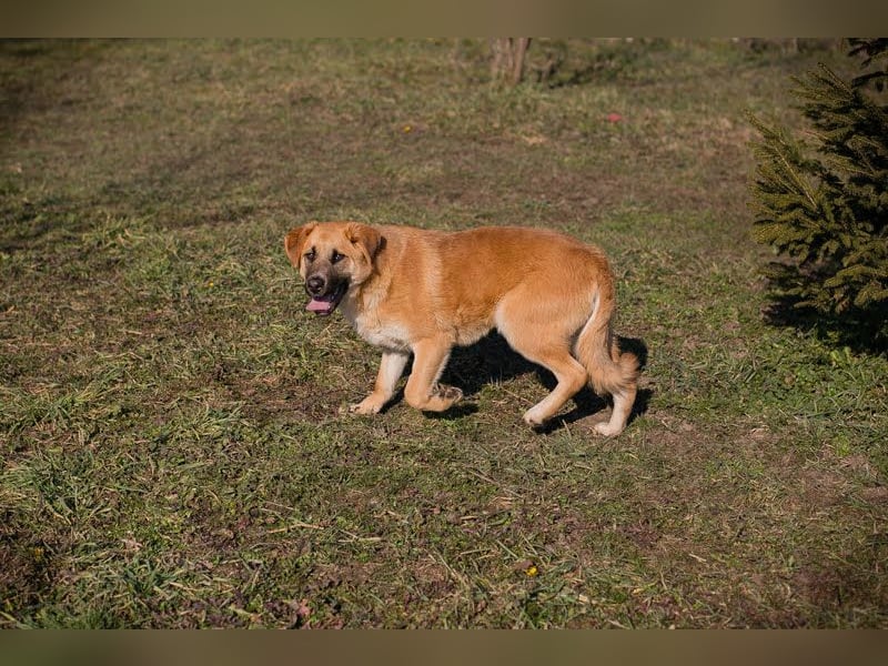 Balou: Lieber Tollpatsch